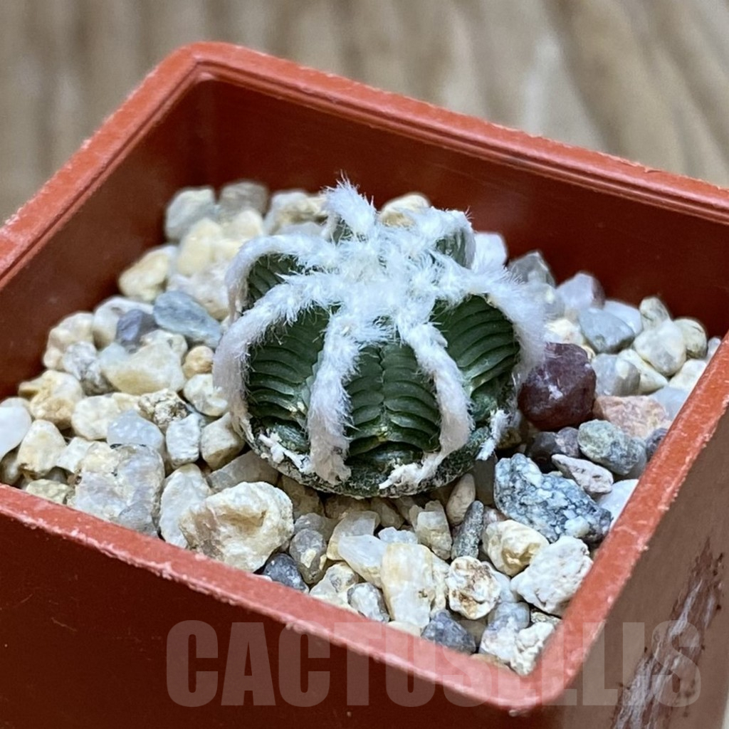 SH9015 Aztekium hintonii - Image 2