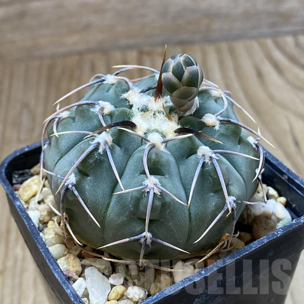 SH9051 Gymnocalycium vatteri - Image 2