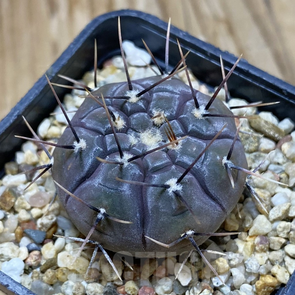 SH9052 Gymnocalycium esperanzae TOM 09/436/1