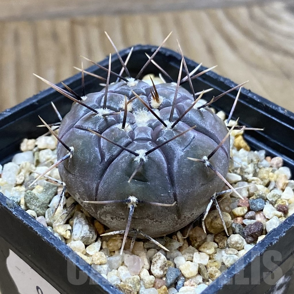 SH9052 Gymnocalycium esperanzae TOM 09/436/1 - Imagen 2