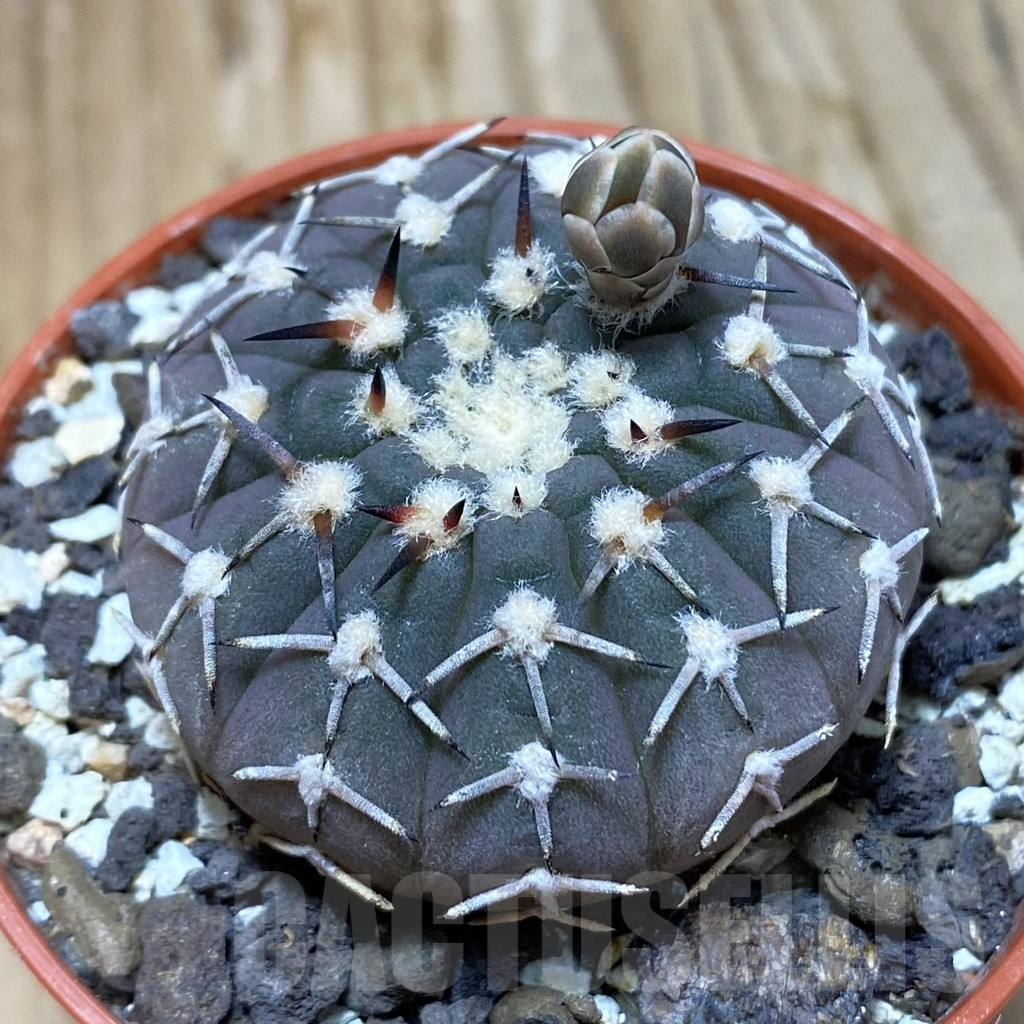 SH9053 Gymnocalycium asterium v. paucispinum