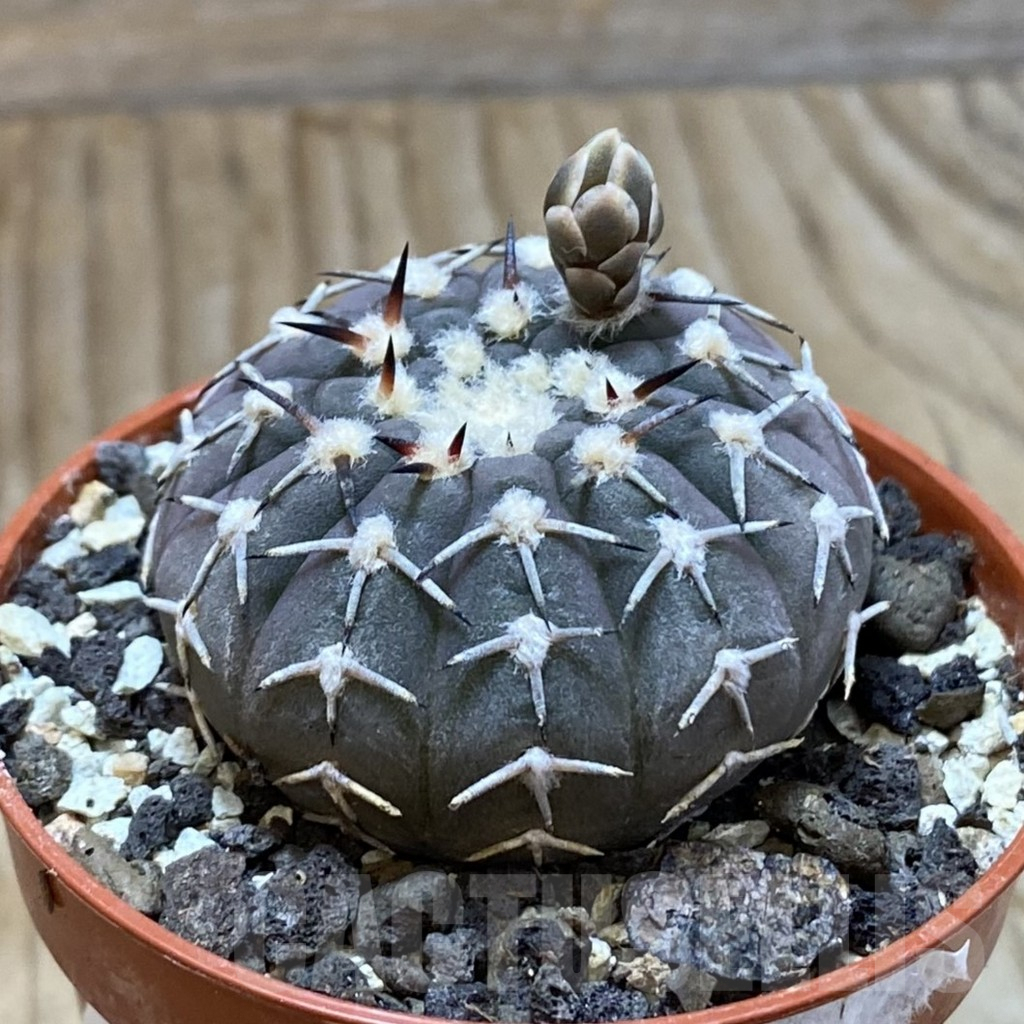 SH9053 Gymnocalycium asterium v. paucispinum - immagine 2