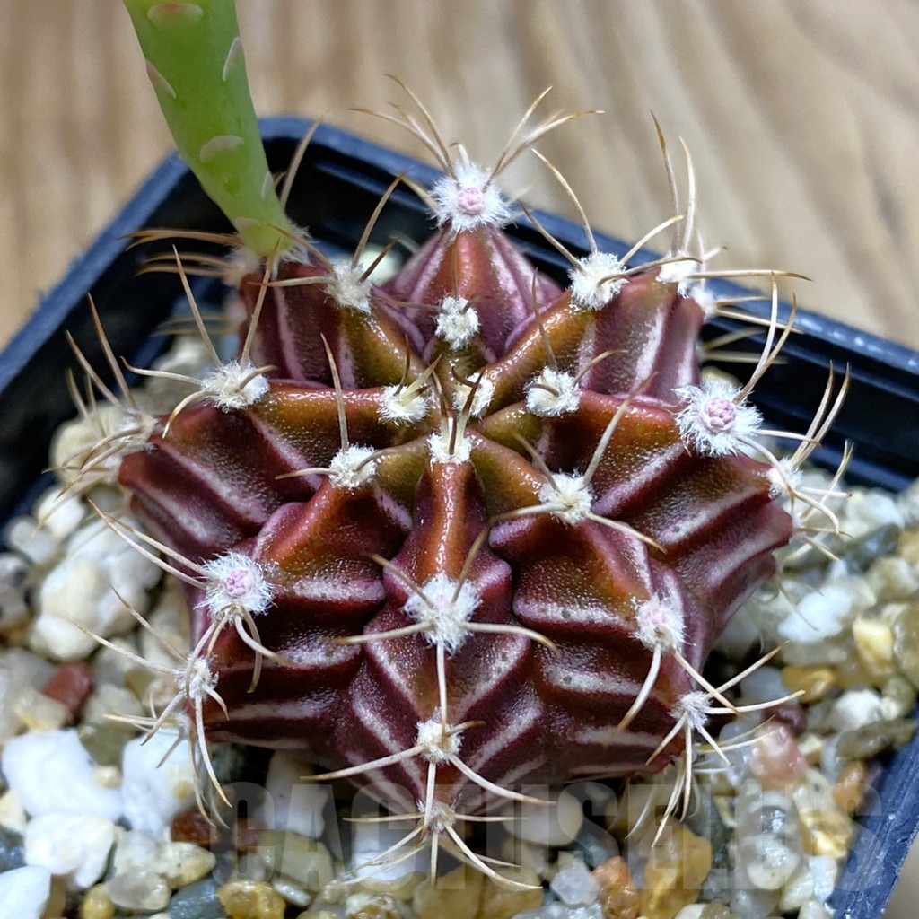 SH9054 Gymnocalycium mihanovichii hybrid