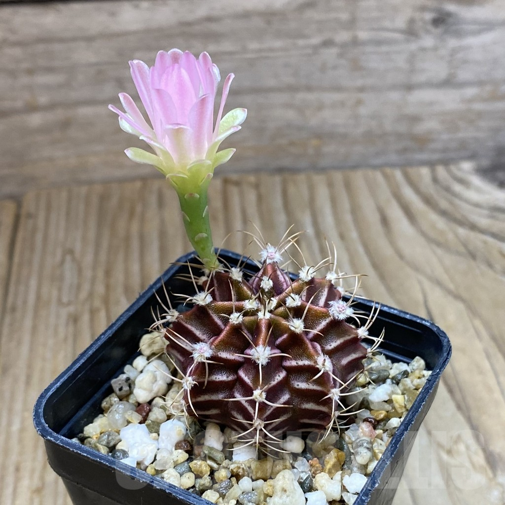SH9054 Gymnocalycium mihanovichii hybrid - Image 2