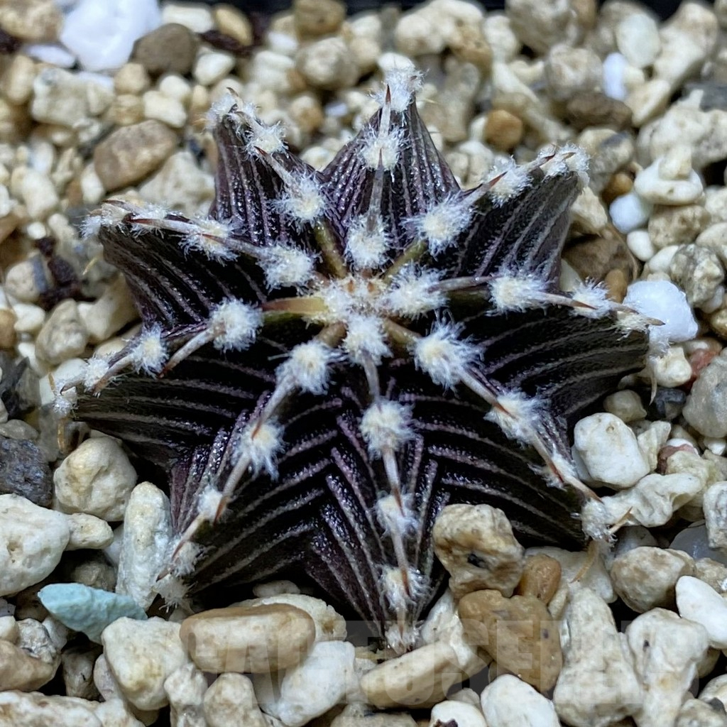 SH9055 Gymnocalycium friedrichii VOS1241, seedling