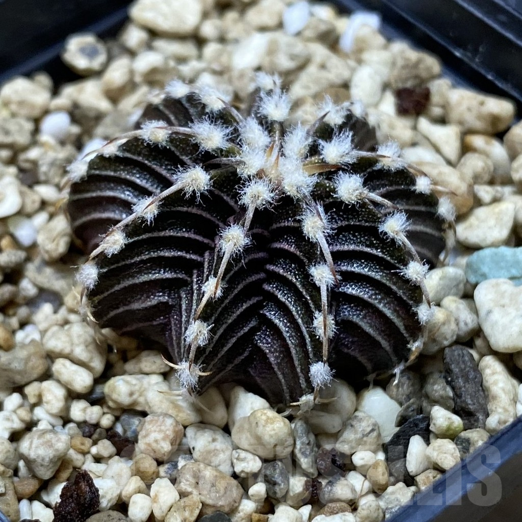 SH9055 Gymnocalycium friedrichii VOS1241, seedling - Imagen 2