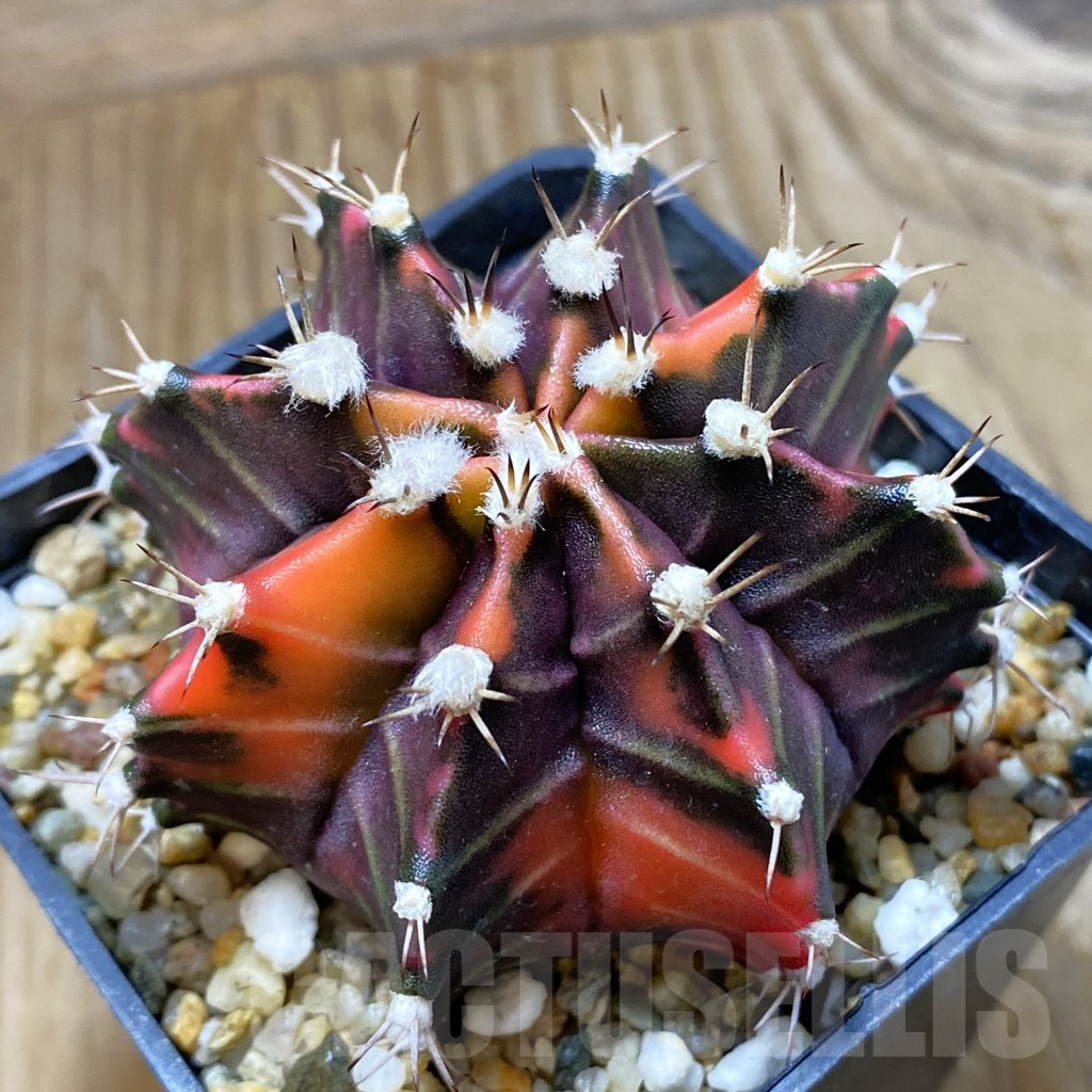 SH9056 Gymnocalycium mihanovichii f. variegata, seedling