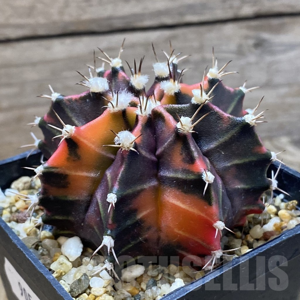SH9056 Gymnocalycium mihanovichii f. variegata, seedling - immagine 2