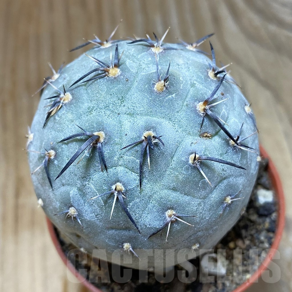 SH9057 Tephrocactus geometricus