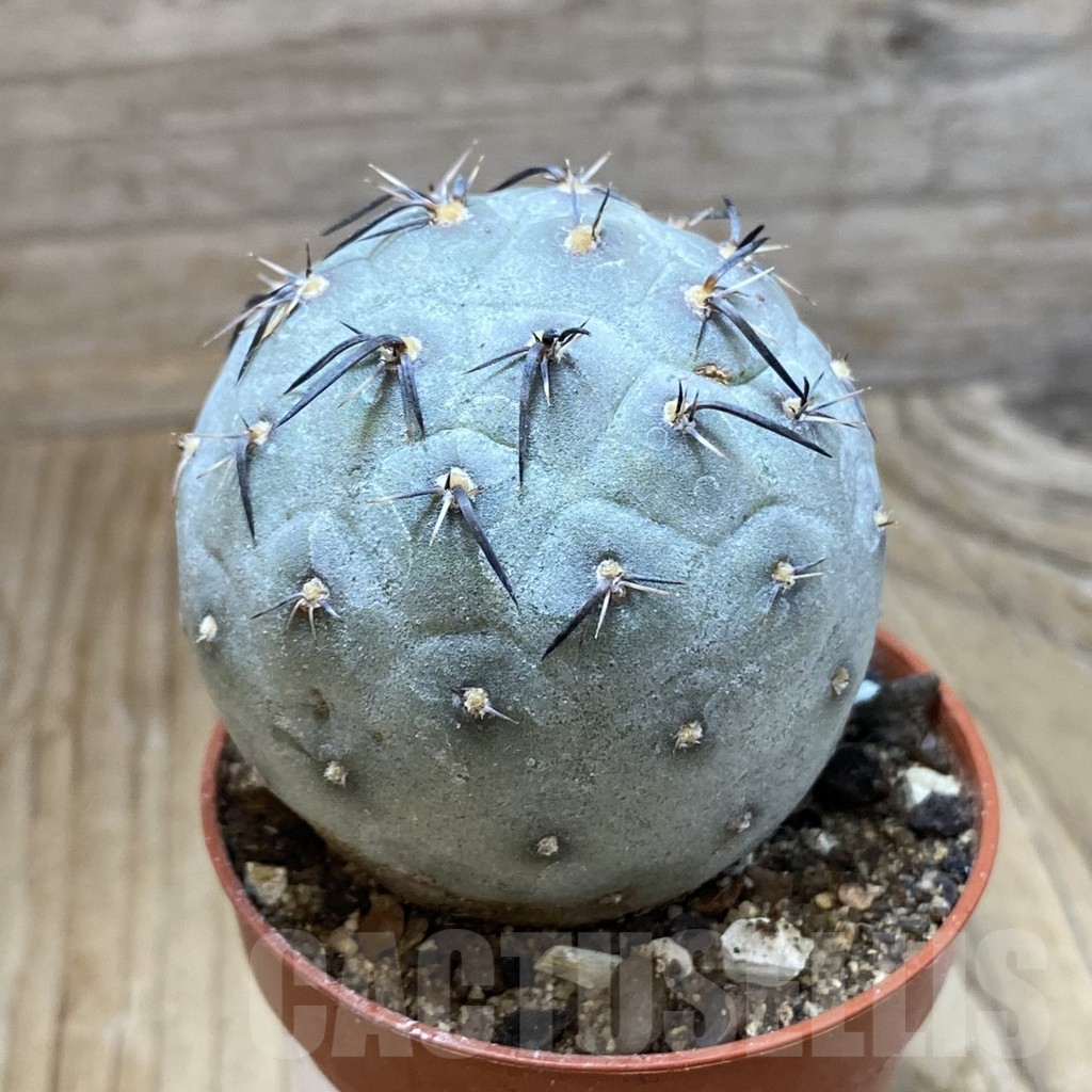 SH9057 Tephrocactus geometricus - immagine 2