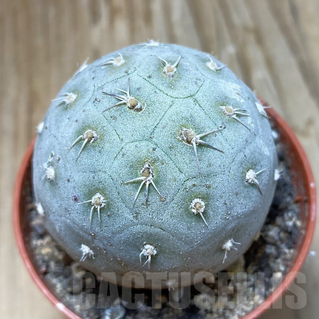 SH9059 Tephrocactus geometricus