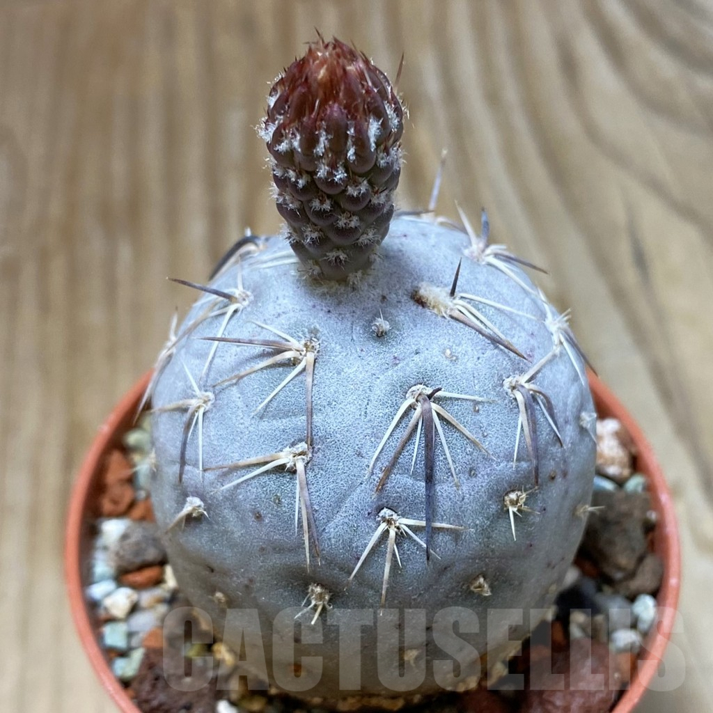 SH9060 Tephrocactus geometricus