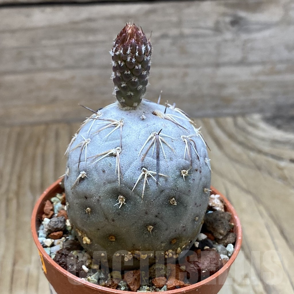 SH9060 Tephrocactus geometricus - Obrázek 2