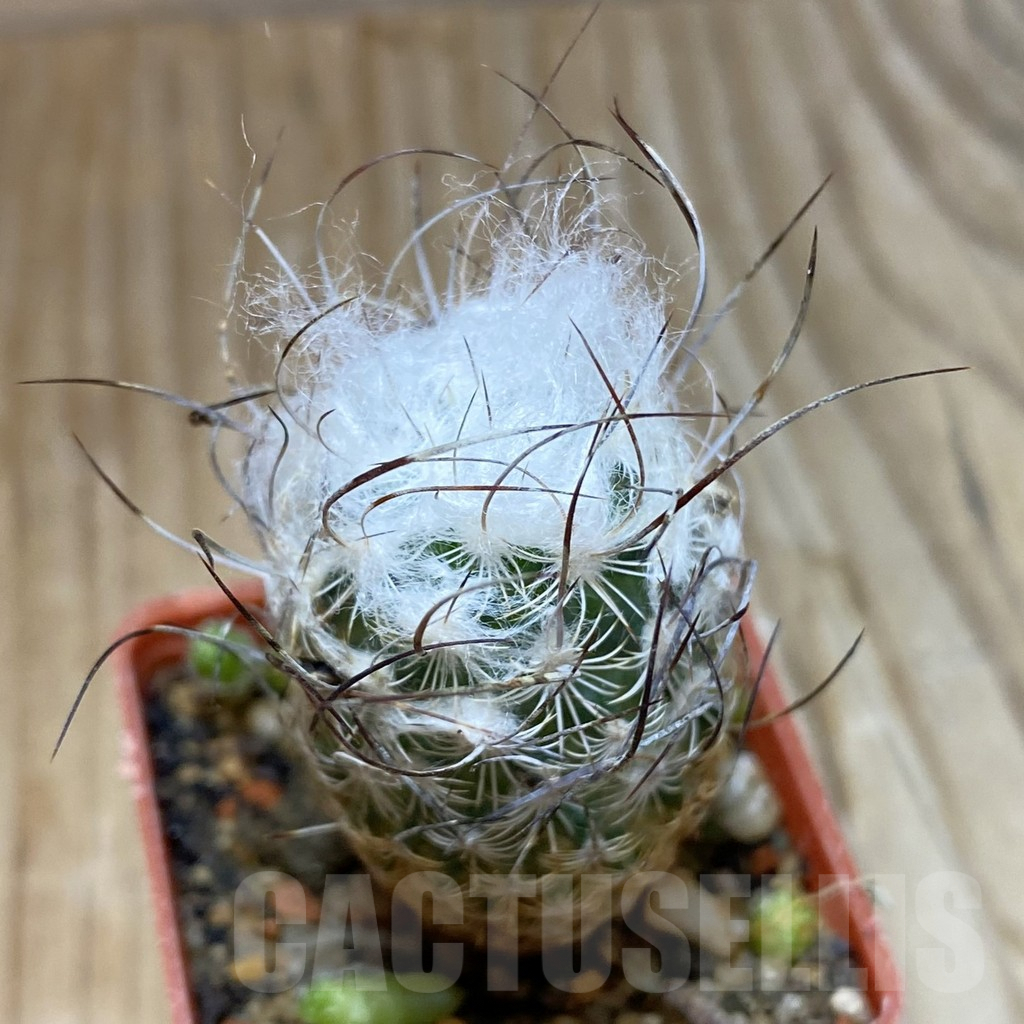 SH9062 Turbinicarpus dickisoniae