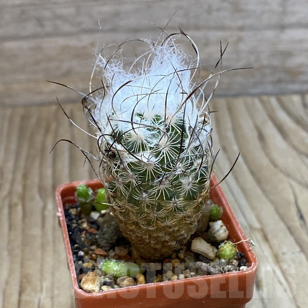 SH9062 Turbinicarpus dickisoniae - Imagen 2