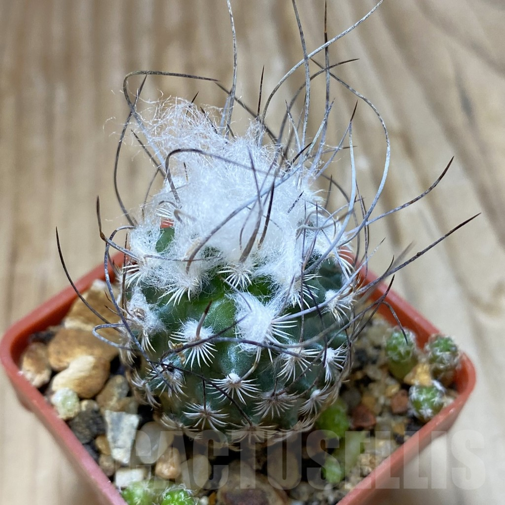 SH9063 Turbinicarpus dickisoniae