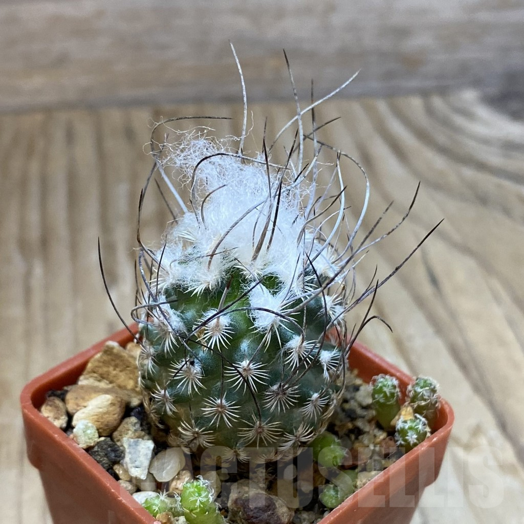 SH9063 Turbinicarpus dickisoniae - Obrázek 2