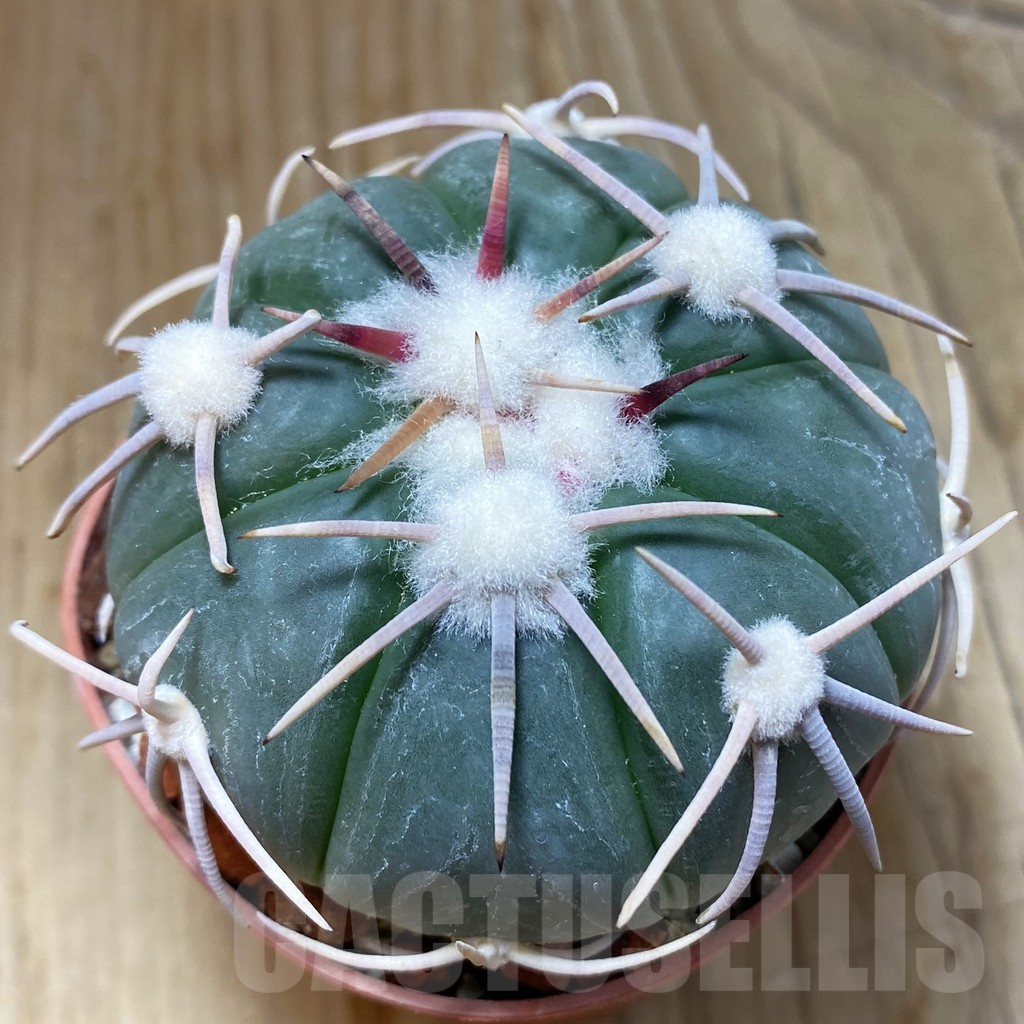 SH9064 Echinocactus horizonthalonius - Carazone d Monte-