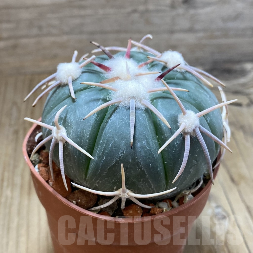 SH9064 Echinocactus horizonthalonius - Carazone d Monte- - 画像 (2)