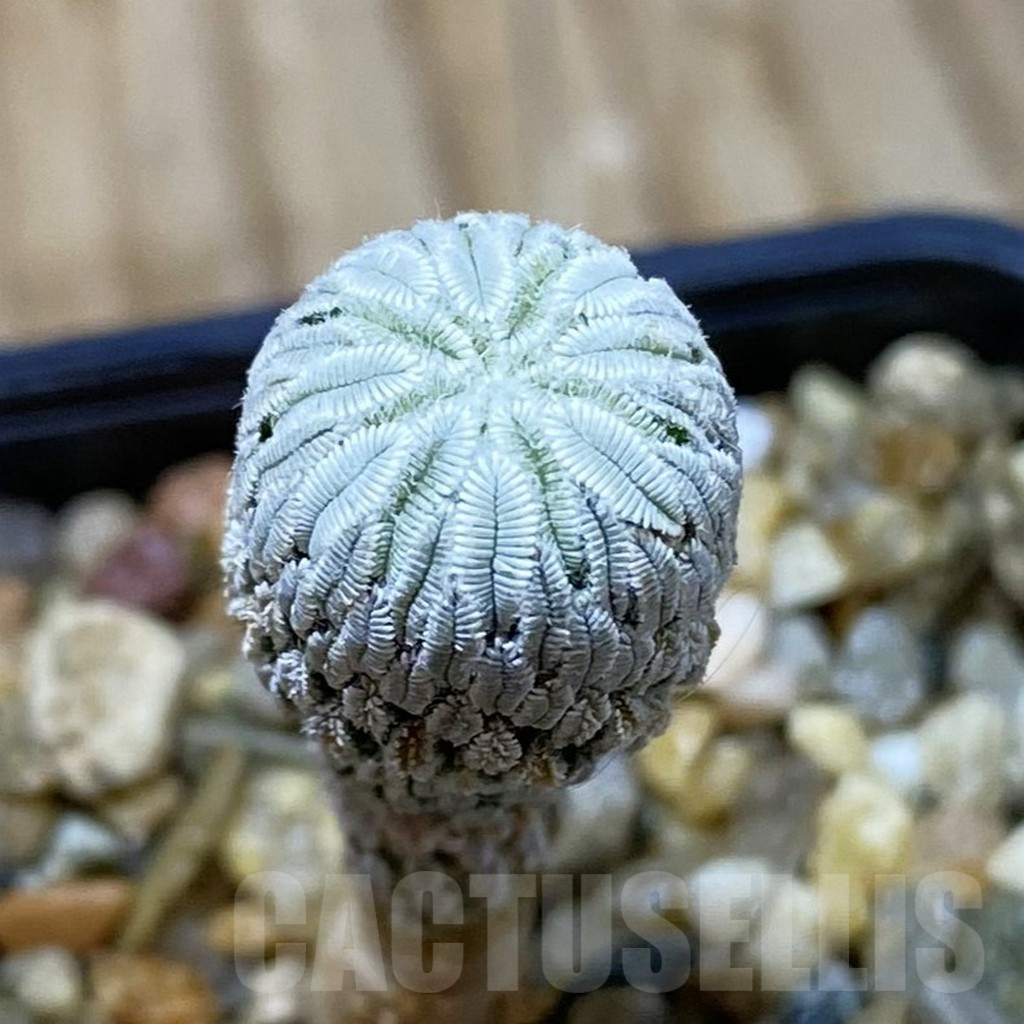 SH9065 Pelecyphora aselliformis RS 550, own roots
