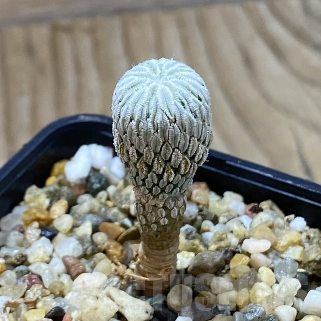SH9065 Pelecyphora aselliformis RS 550, own roots - immagine 2