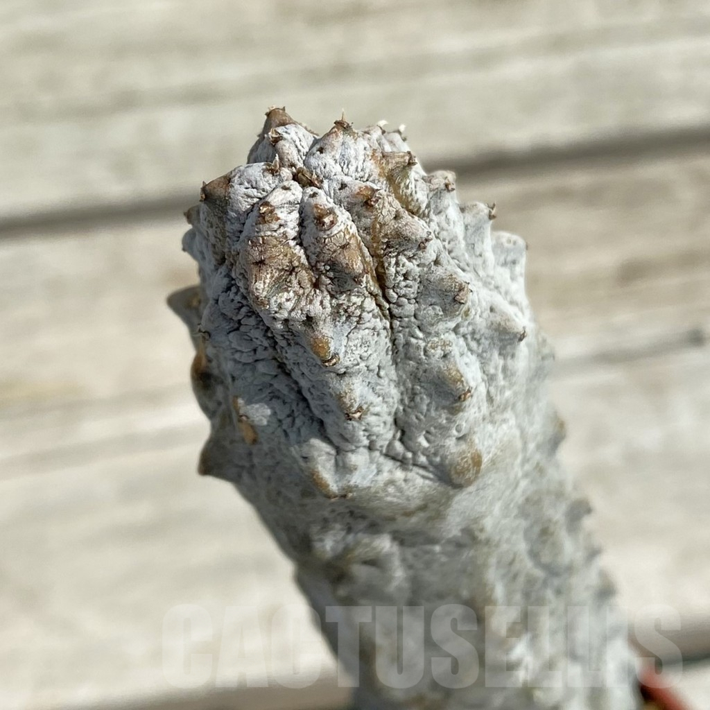 SH9066 Euphorbia abdelkuri