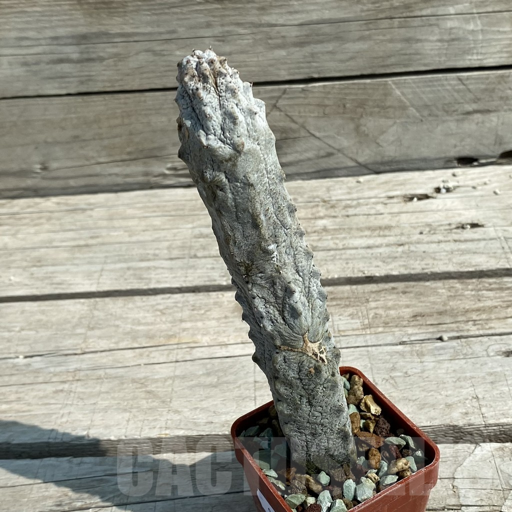 SH9066 Euphorbia abdelkuri - immagine 2