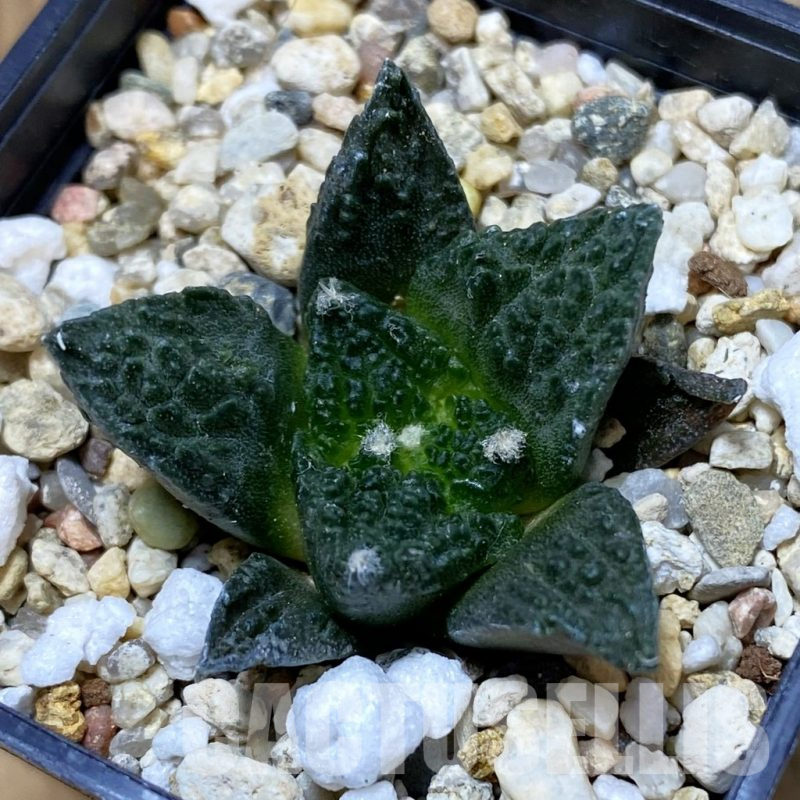 SH9067 Ariocarpus fissuratus ‘Godzilla’ hybrid, seedling