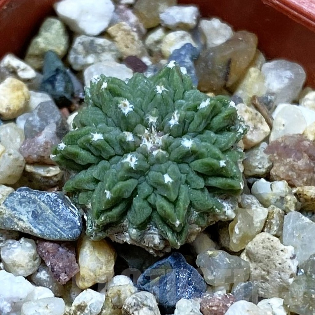 SH9017 Aztekium ritteri VM410