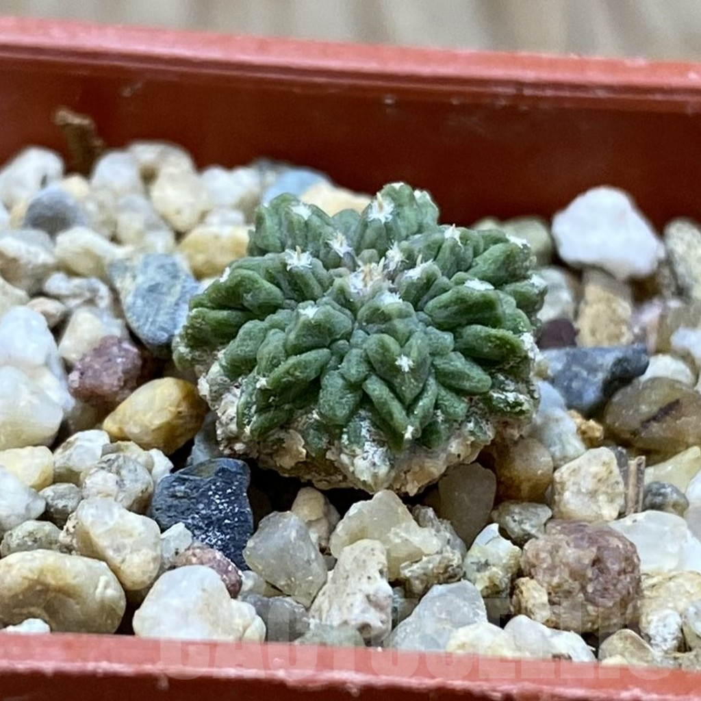 SH9017 Aztekium ritteri VM410 - Imagen 2