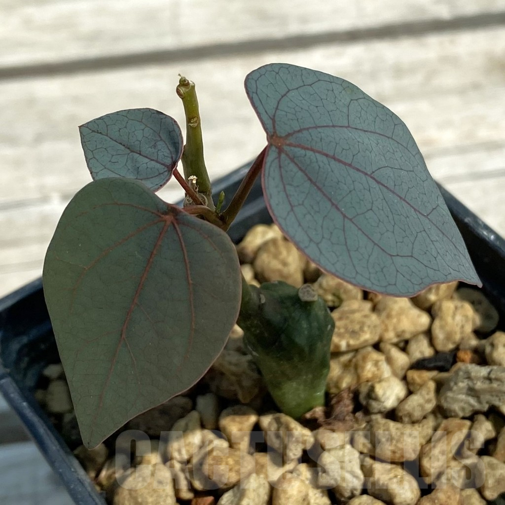 SH9073 Adenia stylosa