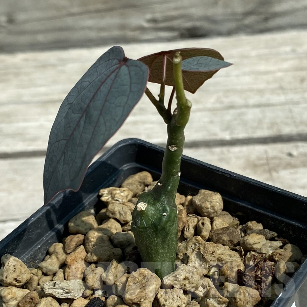 SH9073 Adenia stylosa - immagine 2