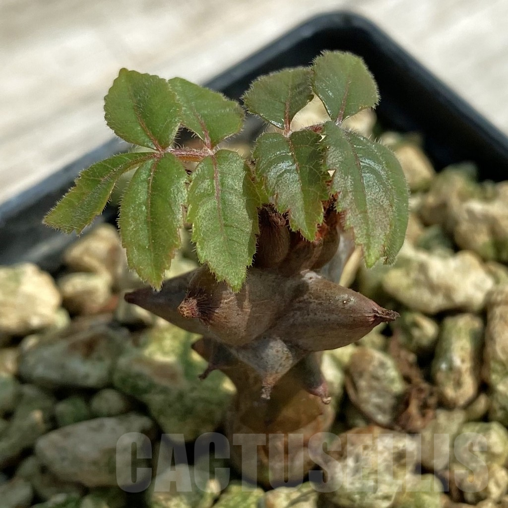 SH9074 Beiselia mexicana