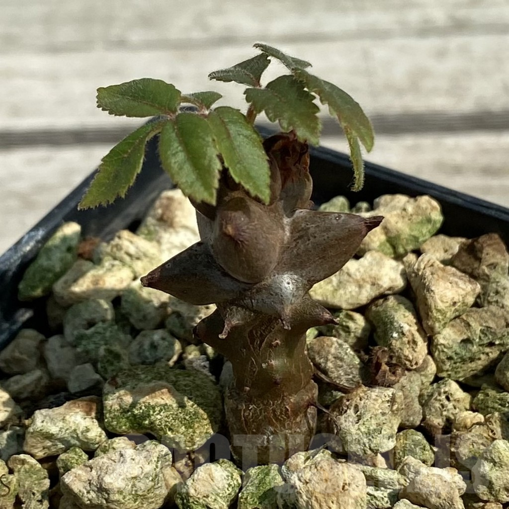 SH9074 Beiselia mexicana - Image 2