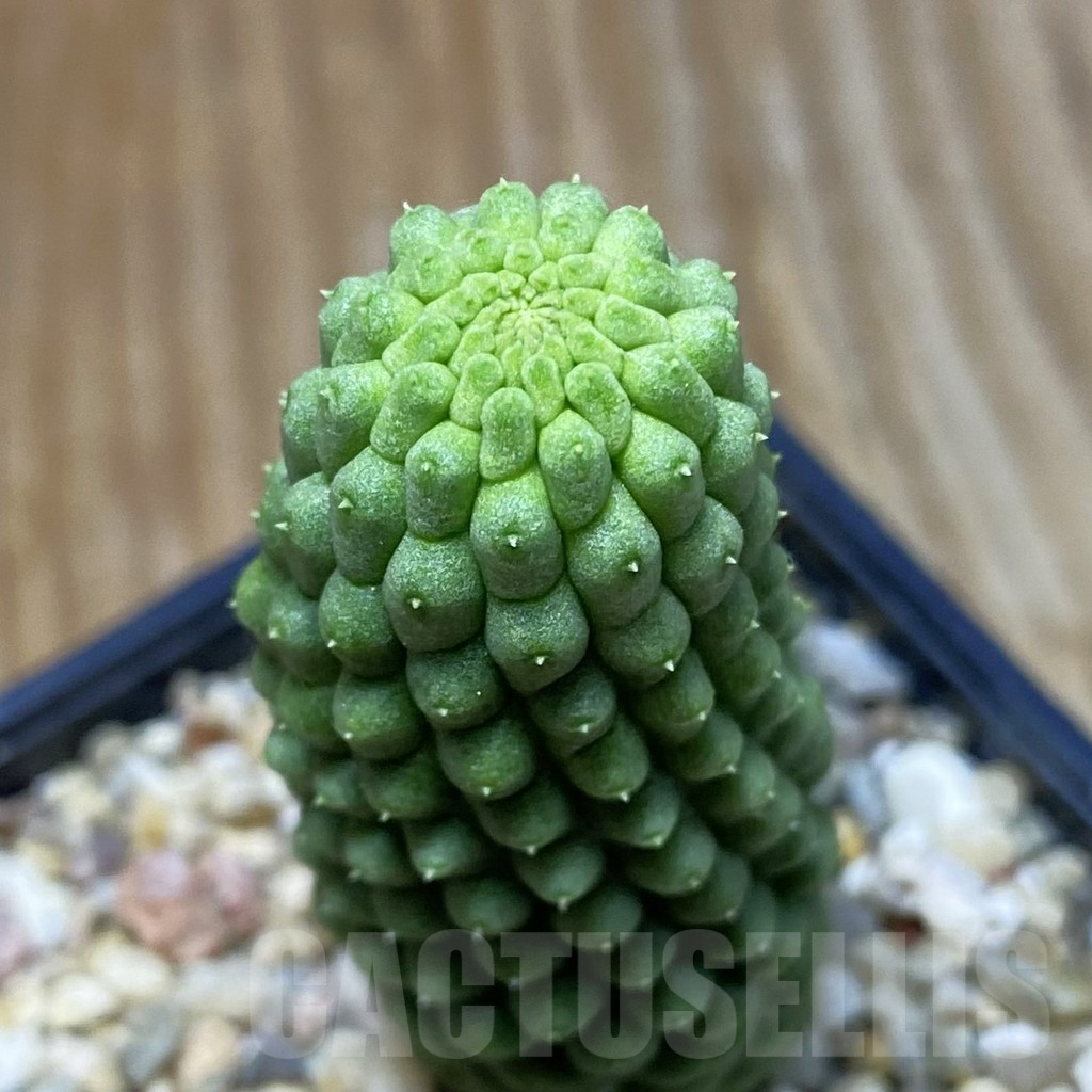 SH9019 Trichocaulon cactiformis