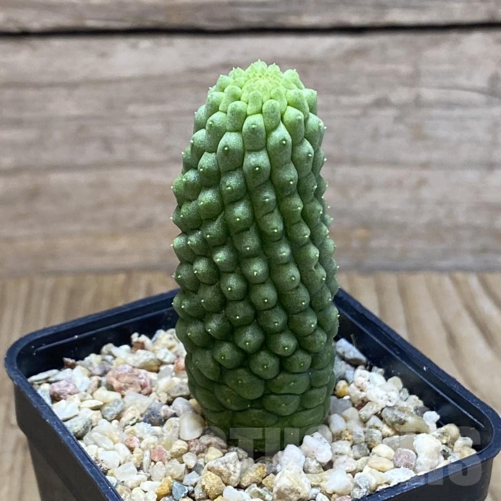 SH9019 Trichocaulon cactiformis - Obrázek 2