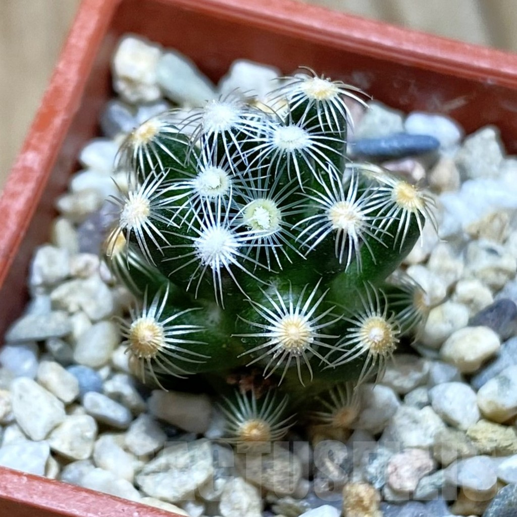 SH9021 Mammillaria saboae v. roczekii