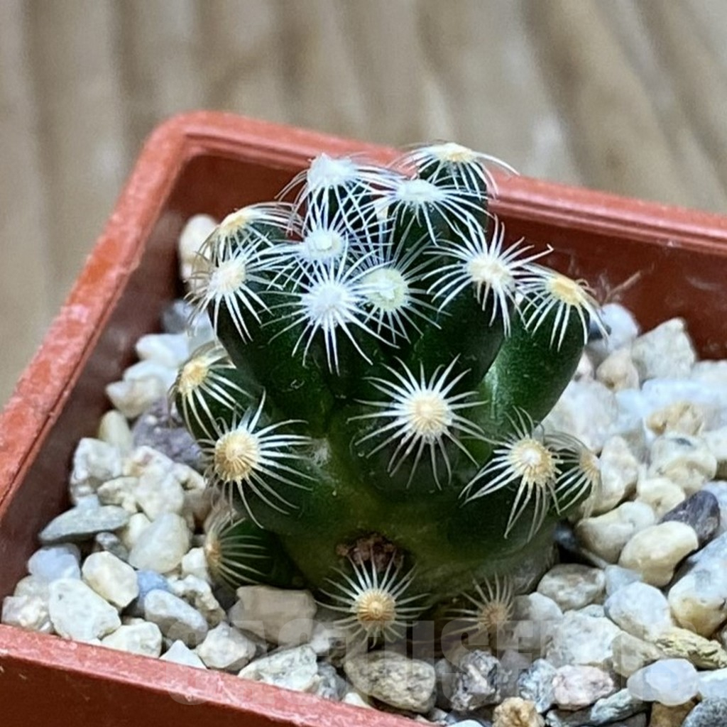 SH9021 Mammillaria saboae v. roczekii - Image 2