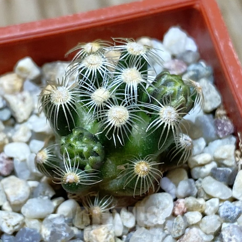 SH9024 Mammillaria saboae v. roczekii