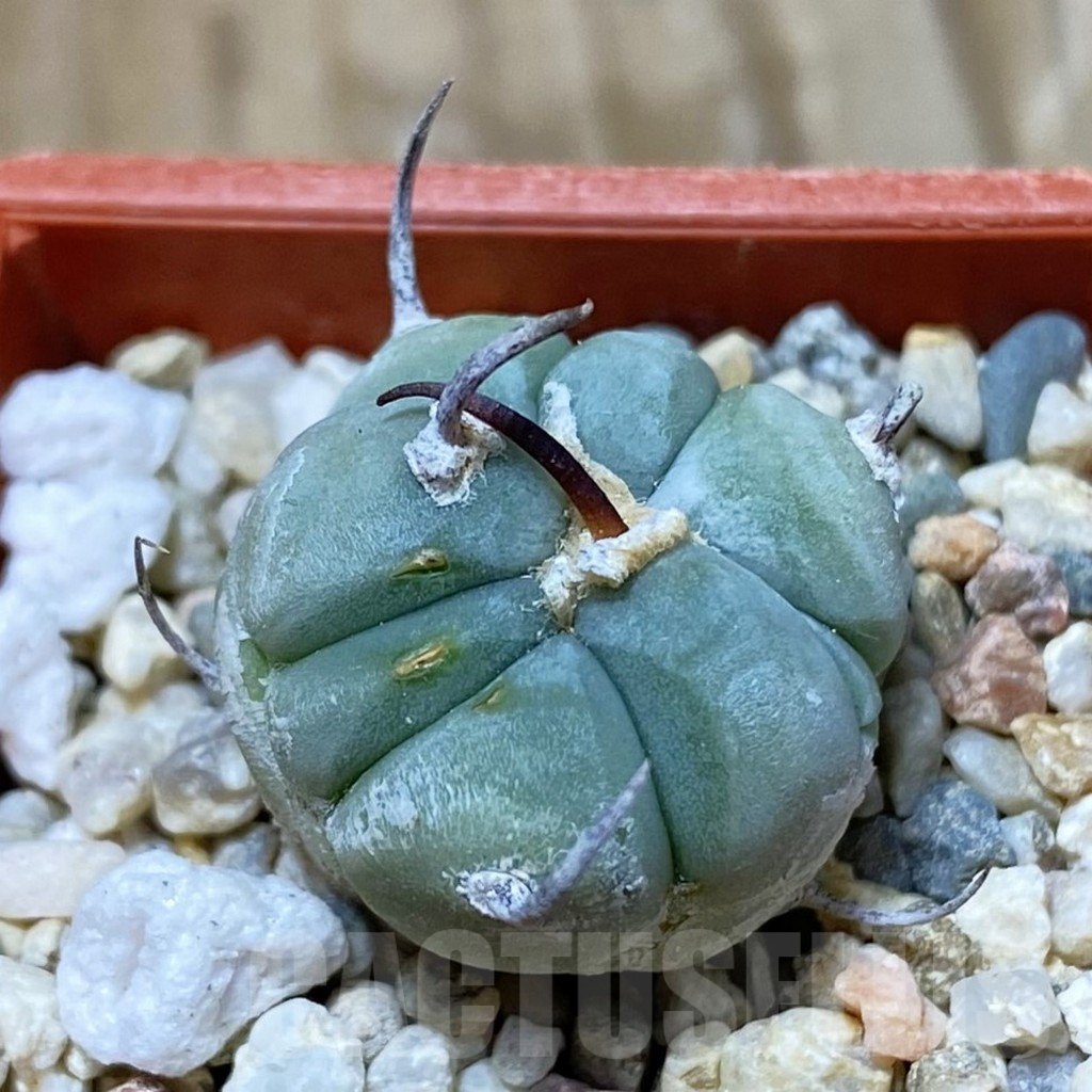 SH9026 Echinocactus horizonthalonius