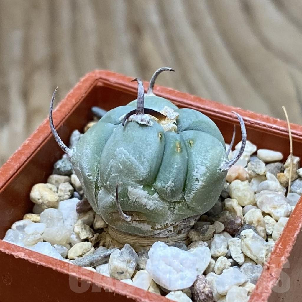 SH9026 Echinocactus horizonthalonius - Image 2