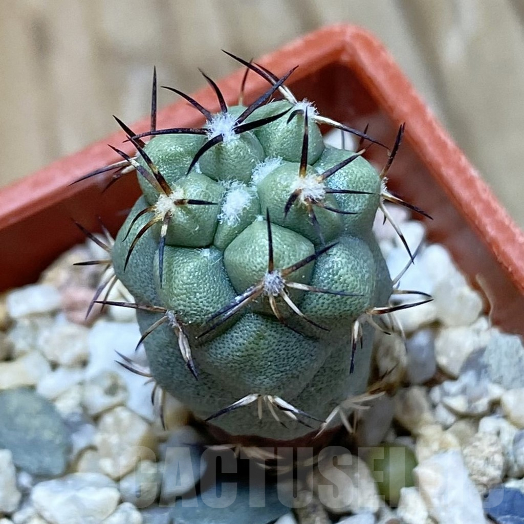SH9028 Ortegocactus macdougallii