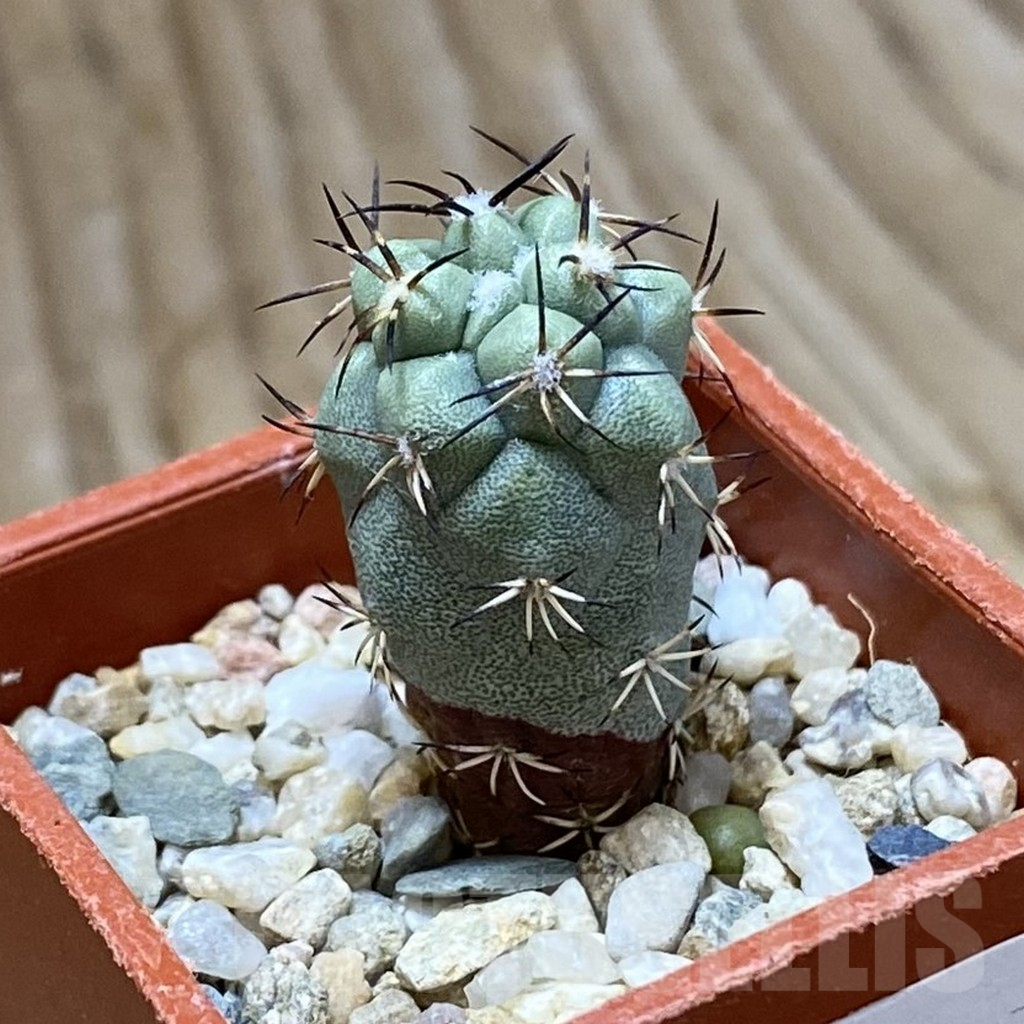 SH9028 Ortegocactus macdougallii – Bild 2