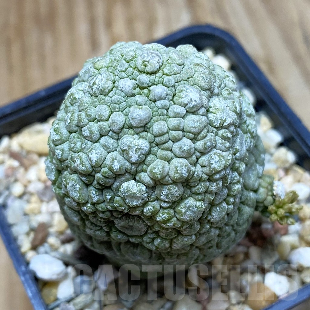 SH9029 Pseudolithos migiurtinus