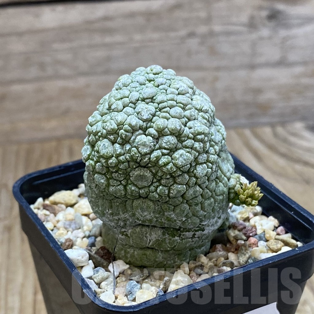 SH9029 Pseudolithos migiurtinus - Image 2