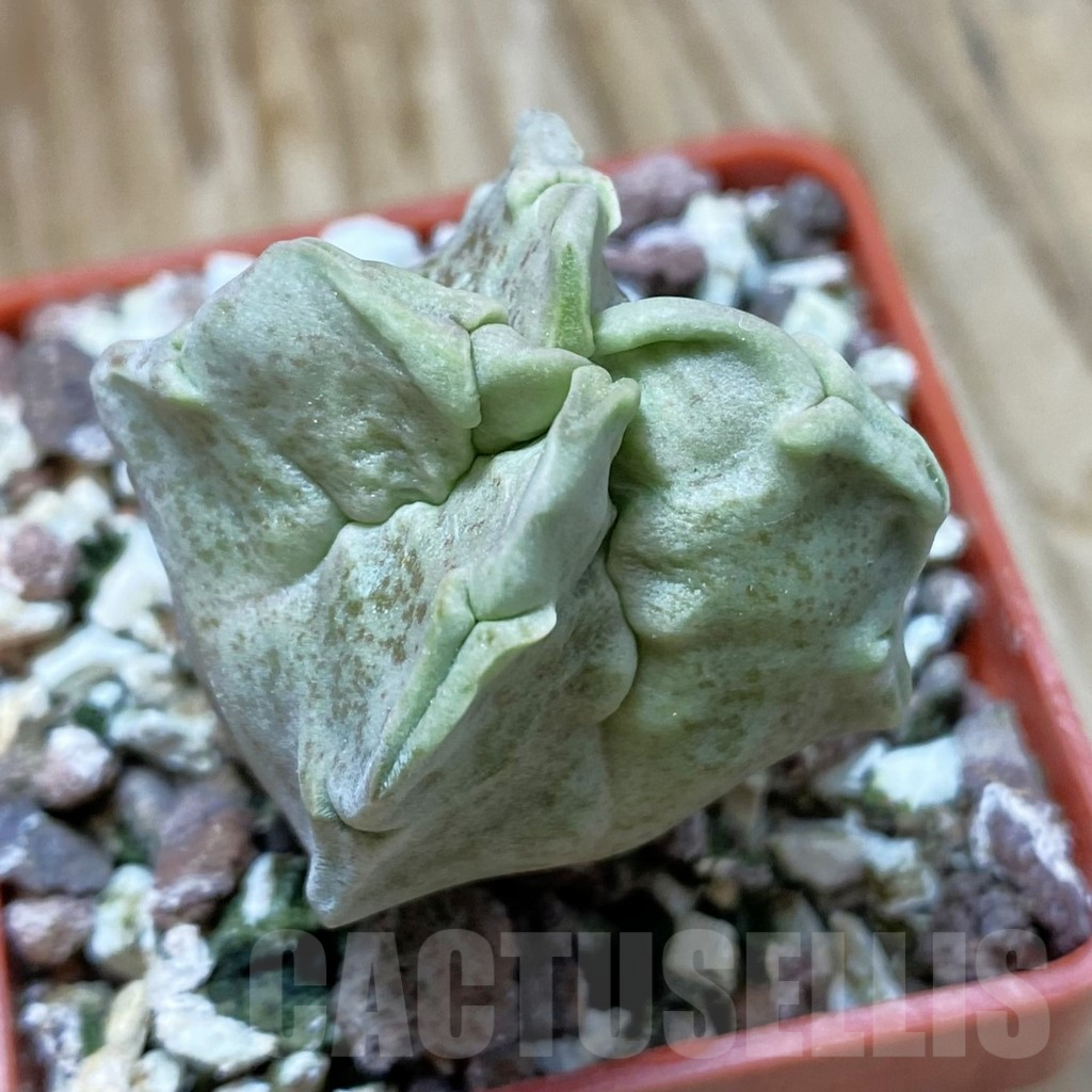 SH9030 Whitesloanea crassa