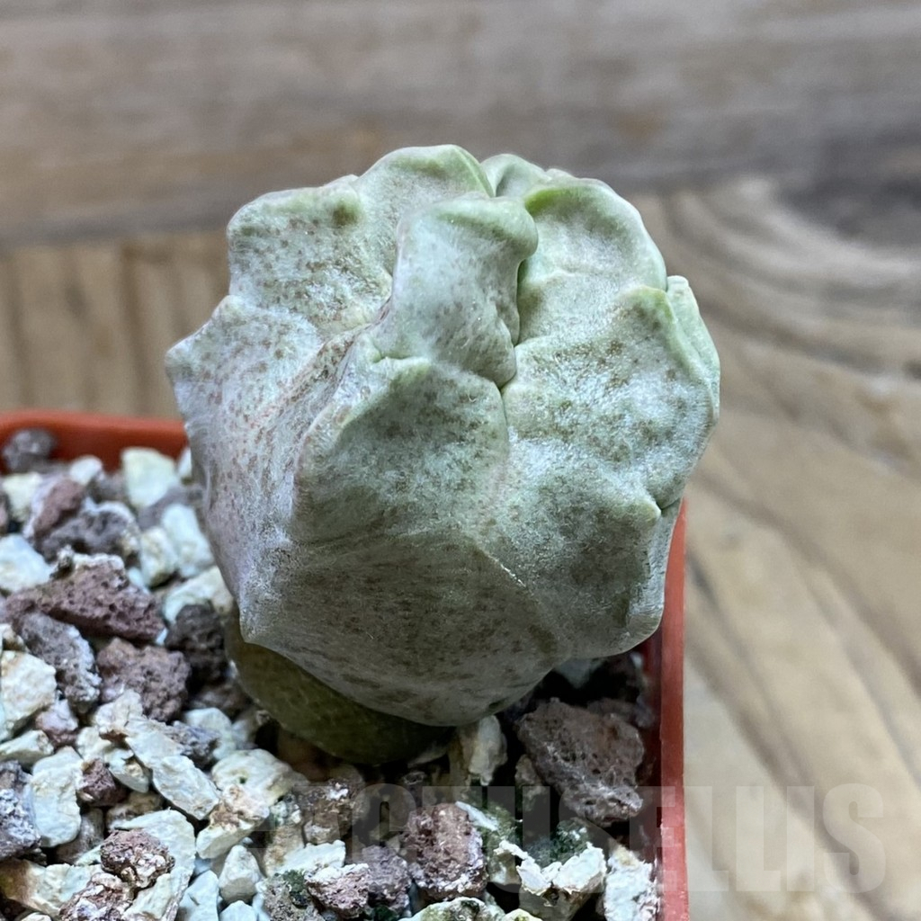 SH9030 Whitesloanea crassa - Obrázek 2