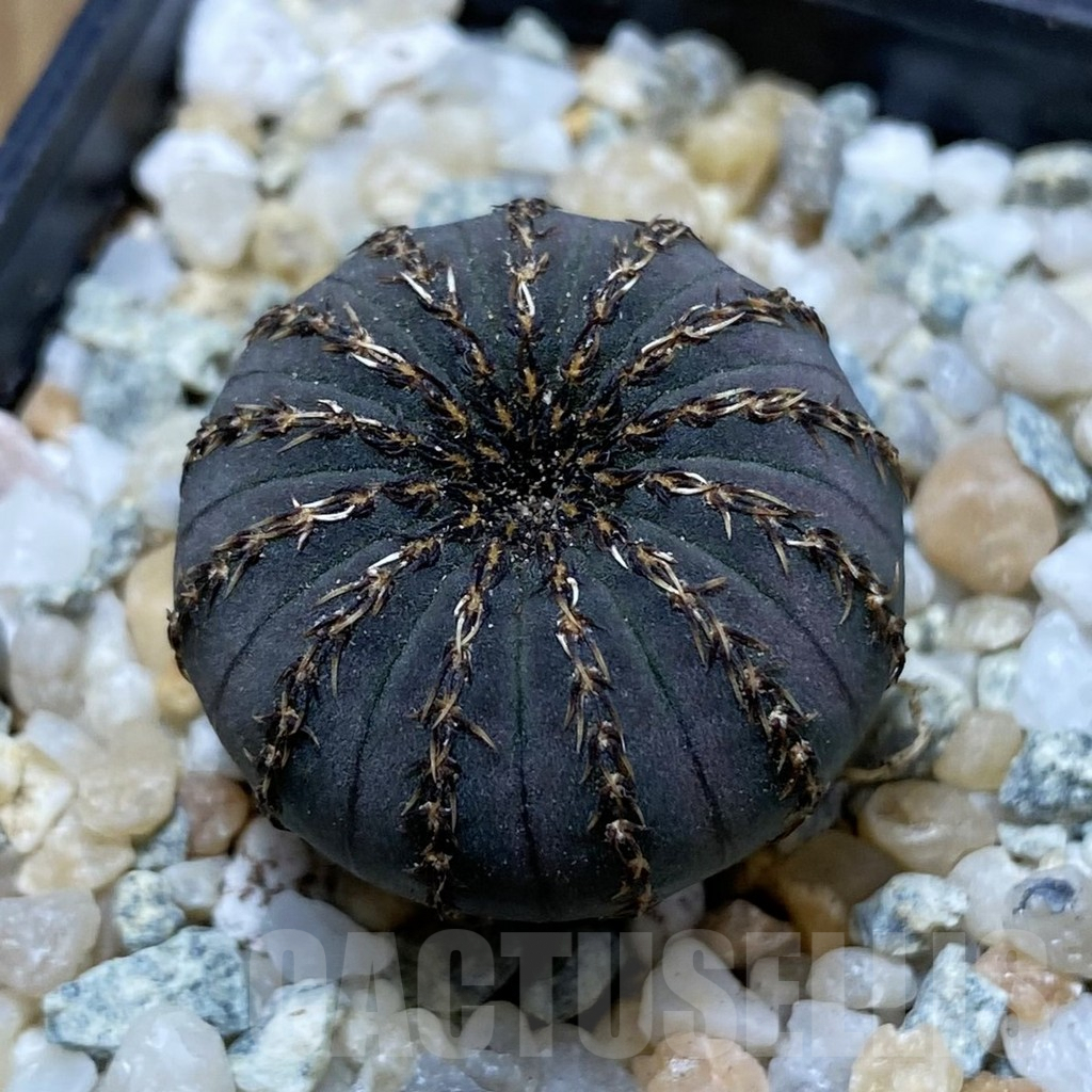 SH9031 Frailea asterioides