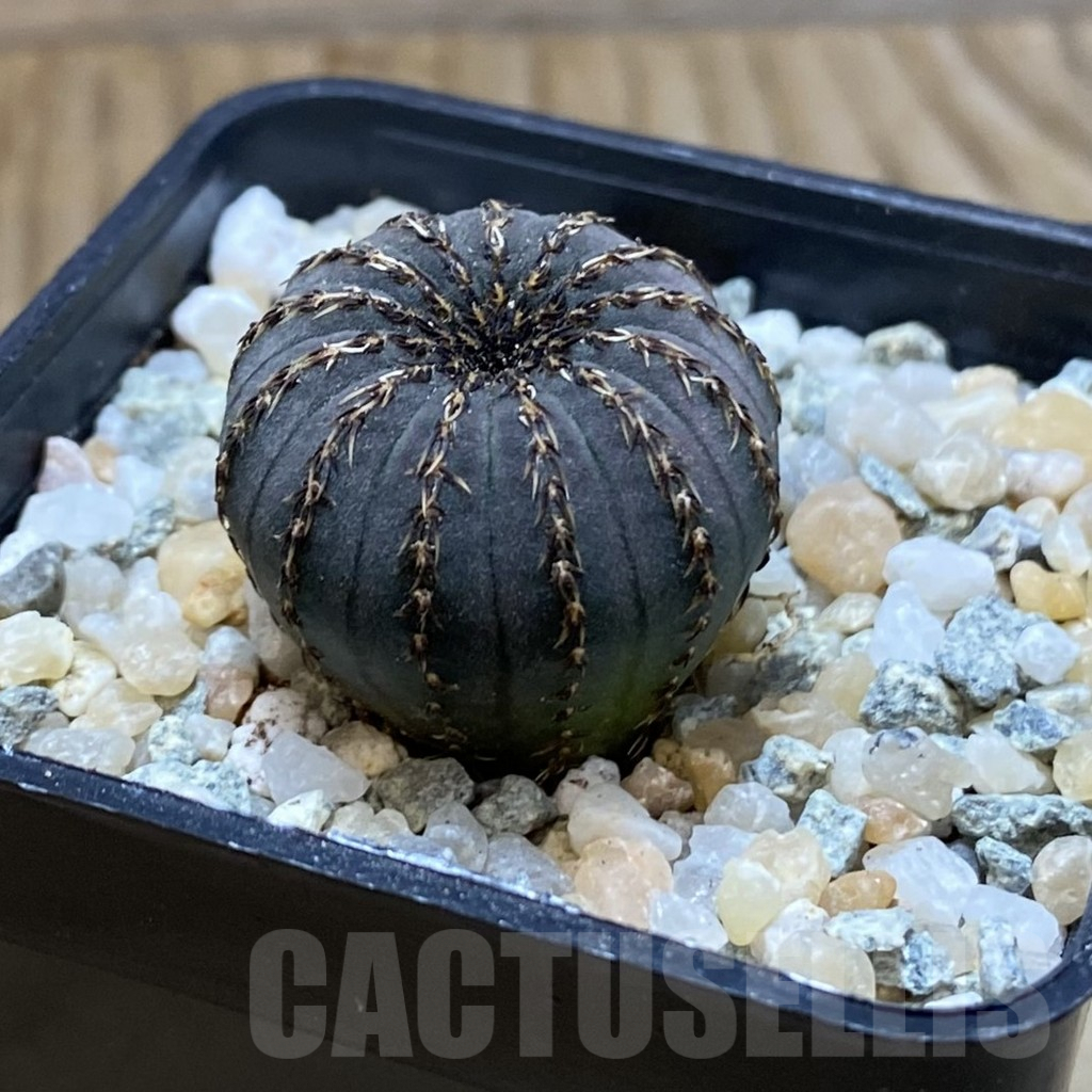 SH9031 Frailea asterioides - Image 2