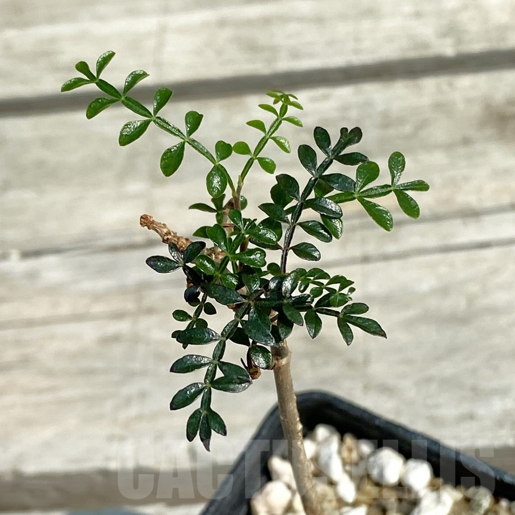 SH9034 Operculicarya pachypus